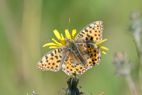 Queen of Spain Fritillary
