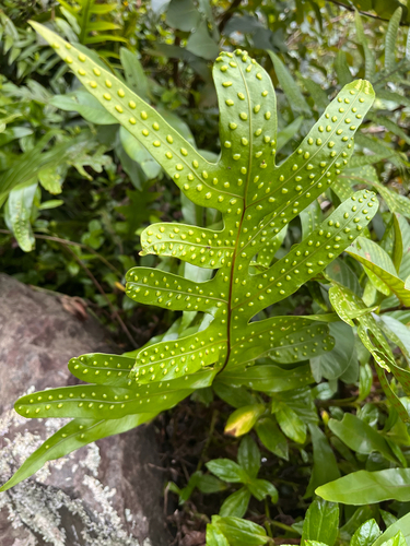Microsorum grossum observed 2026-10-16