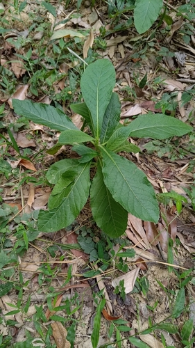 Elephantopus mollis observed 2026-10-17