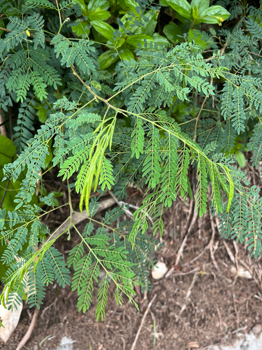 Leucaena leucocephala observed 2026-10-16