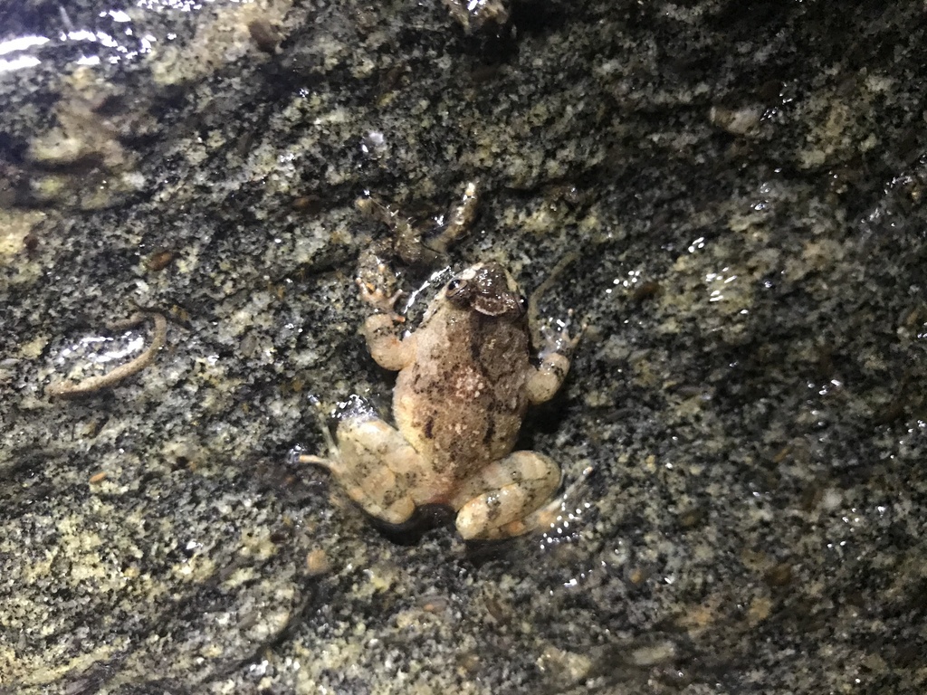 Cycloramphus lithomimeticus