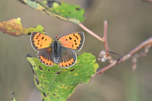 Small Copper