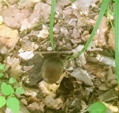 Clethrionomys glareolus