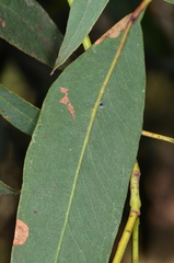 Eucalyptus aromaphloia
