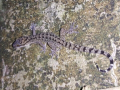 Cyrtodactylus marmoratus