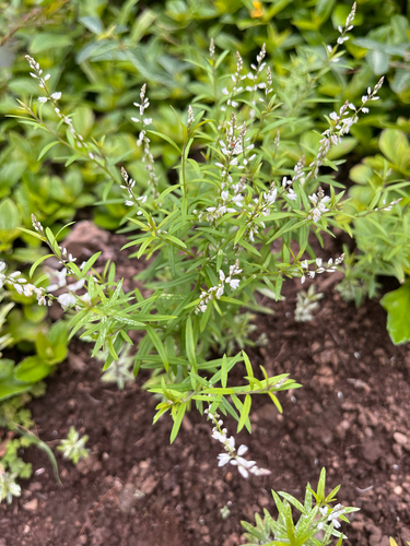 Polygala paniculata observed 2026-10-16