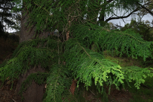 Araucaria cunninghamii observed 2026-10-15