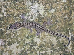 Cyrtodactylus marmoratus