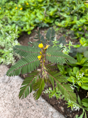 Chamaecrista nictitans observed 2026-10-16