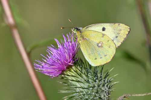 Pale Clouded Yellow