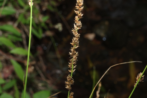 Carex appressa observed 2026-10-15