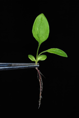 Silphium asteriscus asteriscus