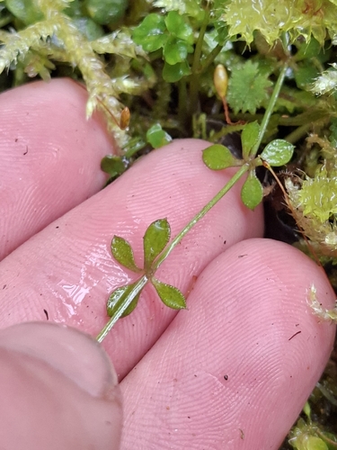 Galium propinquum observed 2026-10-15