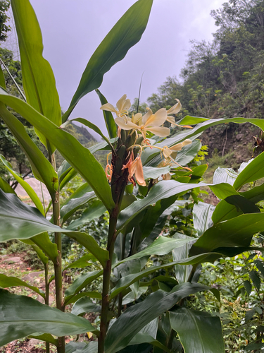 Hedychium flavescens, 2026-10-16