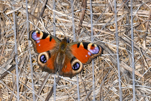 European Peacock Butterfly
