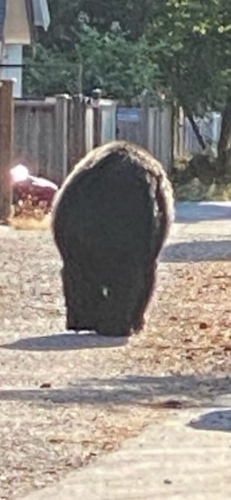 Black Bear sighting near Vancouver
