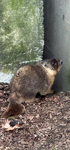 Yellow-bellied Marmot observed by dean52357