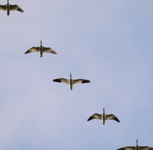 Snow Goose