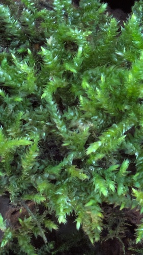 Brachythecium rutabulum observed 2026-10-16