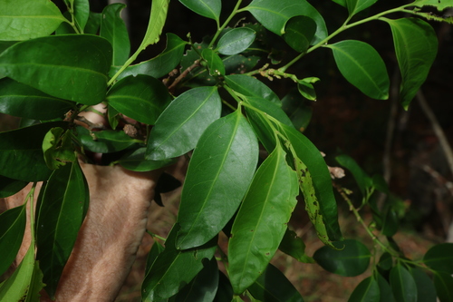 Celtis paniculata observed 2026-10-15