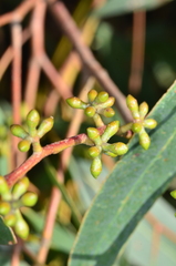 Eucalyptus aromaphloia