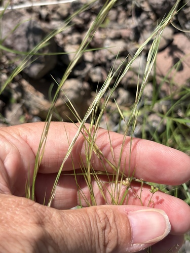 Aristida adscensionis observed 2026-10-12