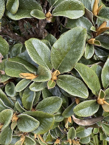 Brachyglottis elaeagnifolia observed 2026-10-15