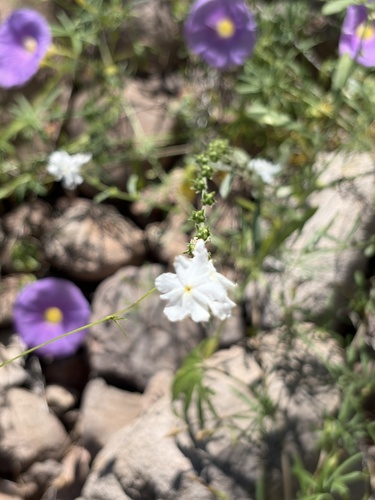 Euploca wigginsii (Euploca wigginsii)