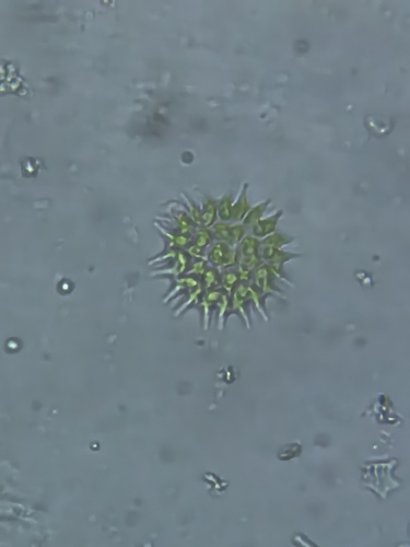 Pseudopediastrum boryanum observed 2026-10-17