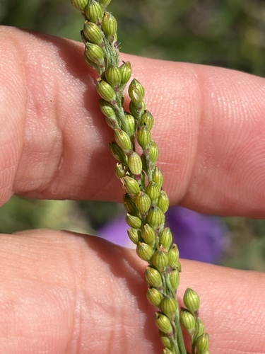 Urochloa fusca observed 2026-10-12