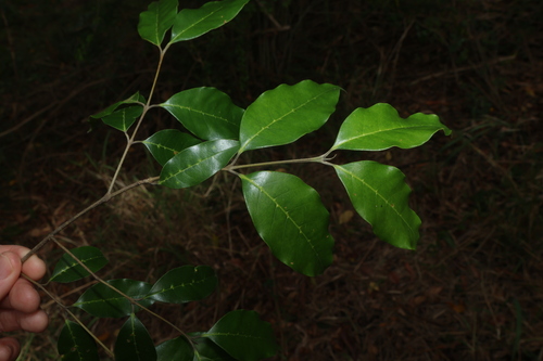 Olea paniculata observed 2026-10-15