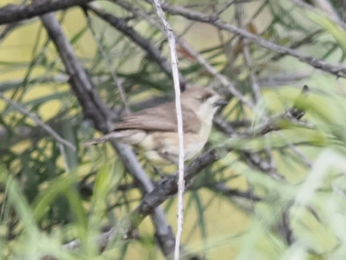 Aphelocephala leucopsis, 2026-10-17