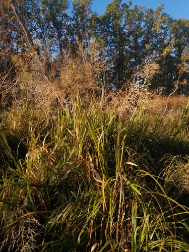 Glyceria maxima observed 2026-10-16