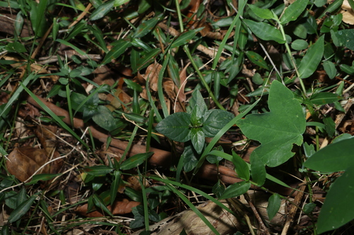 Pseuderanthemum observed 2026-10-15