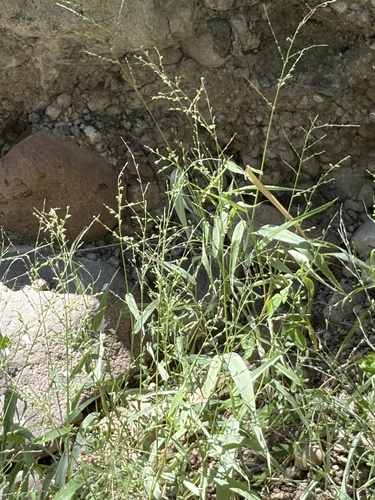 Urochloa arizonica, 2026-10-12