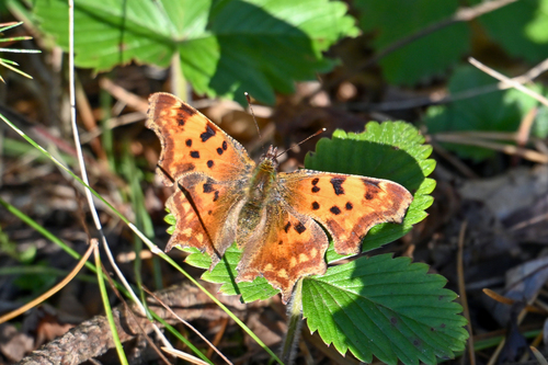 European Comma