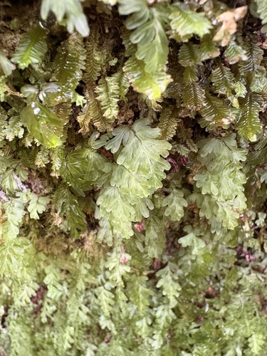 Hymenophyllum rarum observed 2026-10-15