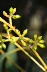 Eucalyptus aromaphloia