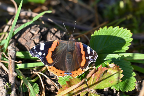 Red Admiral