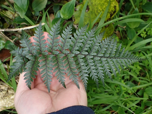 Polystichum neozelandicum observed 2026-10-16