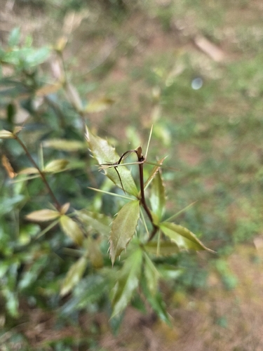 Berberis kawakamii, 2026-10-17