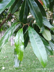 Elaeocarpus hygrophilus