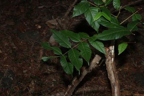 Toona ciliata observed 2026-10-15