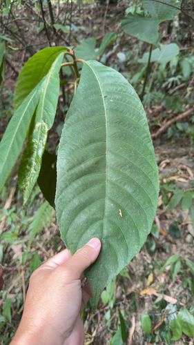 Saurauia observed 2026-10-17