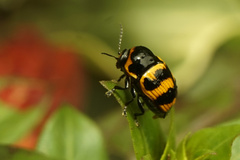 Cryptocephalus trifasciatus