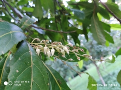 Elaeocarpus hygrophilus