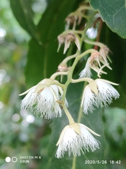 Elaeocarpus hygrophilus