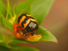 Cryptocephalus trifasciatus