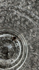 Steatoda nobilis