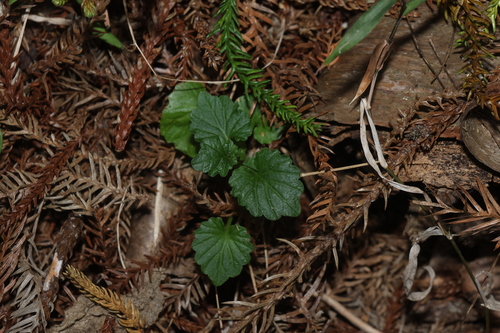Lobelia trigonocaulis observed 2026-10-15